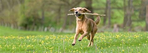 #1 Pet Insurance in Utah for Dogs & Cats | Healthy Paws