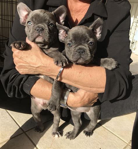 Designed for professional users such as military, police or close protection. Stunning triple carrier French bulldogs | French Bulldog ...