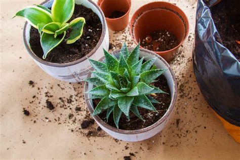 Here are 6 best fertilizers for succulents, with a wide variety of needs. Help Your Succulents with the 10 Best Fertilizer for ...