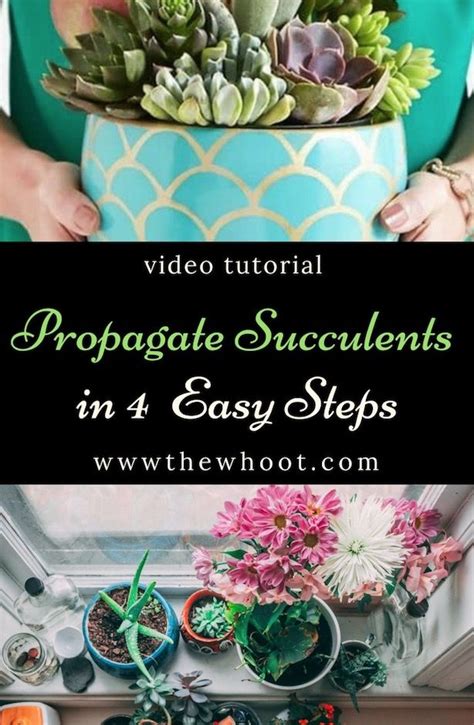 They prefer bright indirect light and thrive with little water. How To Propagate Succulents Easy Video Instructions ...