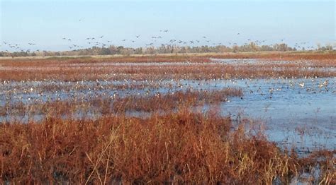 Paddlers can make several different day. Upper Butte Basin Wildlife Area Seeks Volunteers for ...