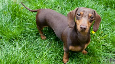 There are also many names for brown dogs that have been inspired by drinks. The Right Way to Pronounce 'Dachshund' | Mental Floss