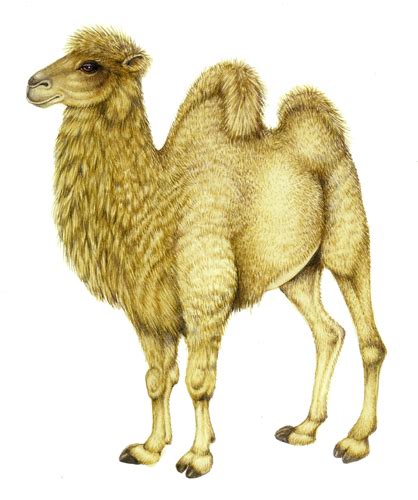 It is interesting that a whole theory can be built regarding the logo of the project, because the bactrian camel is the largest representative of the what has already been done. Deer, camel, and a yak - Lizzie Harper