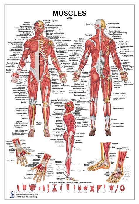 All formats available for pc, mac, ebook readers and other reproductive system diagram: Male Anatomy Diagram / Unikatowe, personalizowane i ...