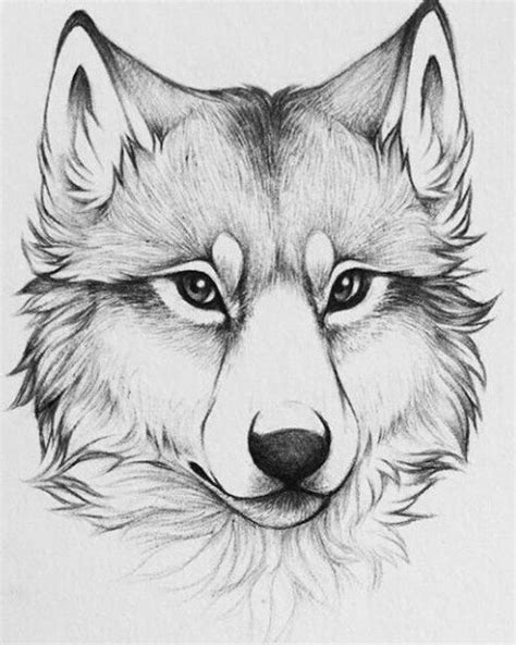 We call the wolves as gray wolf or grey wolf. 1001+ ideas And Inspiration On How To Draw Animals