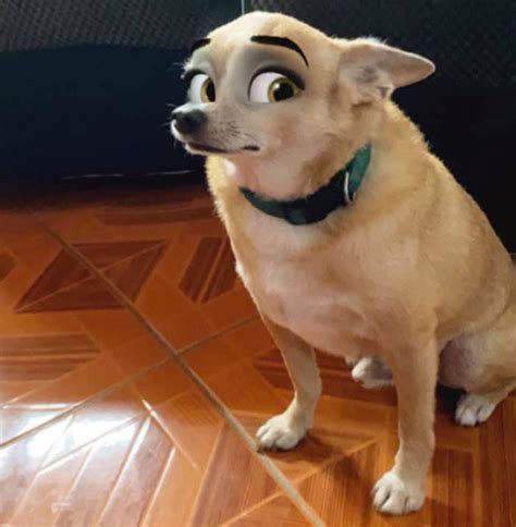 Owners have been sharing pictures across social media of the results. New Snapchat Filter Makes Your Dog Look Like a Disney ...