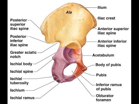 Flexible connective tissue composed of collagen and elastin fibres. Human anatomy- Description of HIP BONE - YouTube