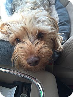 Going on vacation used to mean packing your precious pets into the car and dropping them off at a cold and lonely kennel on your way out of town. Naples, FL - Yorkie, Yorkshire Terrier. Meet Missy, a dog ...