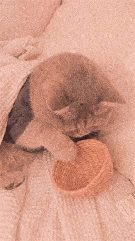 Cat aesthetic kittens cats savannah chat brother animals instagram cute kittens gatos. Lockscreen | Soft wallpaper, Cat aesthetic