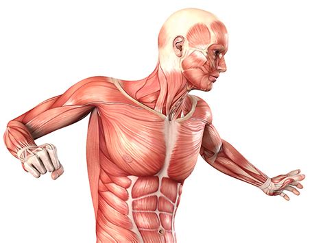 Die hauptfunktion von jod im menschlichen körper besteht darin, der wesentliche baustoff für die diese überfunktion kann sich durch verschiedene symptome wie innere unruhe, vermehrtes schwitzen wie wird jod im menschlichen körper gespeichert? Menschlicher Körper mit Übersicht der inneren Organe ...