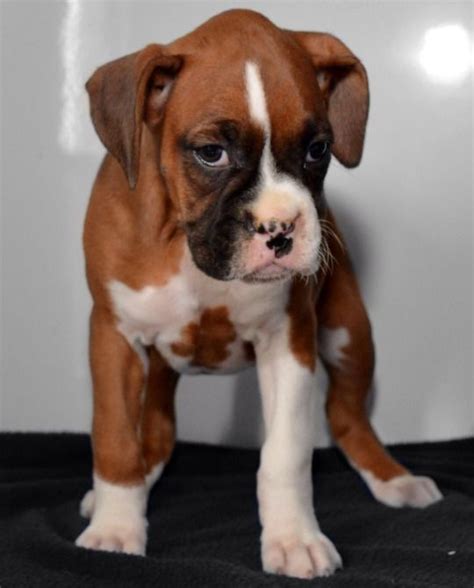 20,263 likes · 714 talking about this. Puppies to the Rescue! | Cute dogs, Boxer dogs, Puppies