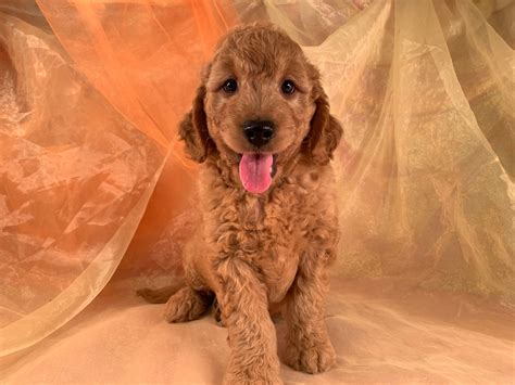 Iowa goldendoodle dandys is located near humboldt in north central ia. Iowa Breeders | Mini Goldendoodle | Puppies Ready