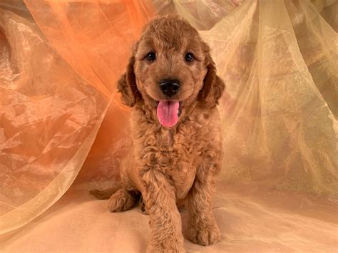 Check out our available goldendoodle puppies. Iowa Breeders | Mini Goldendoodle | Puppies Ready