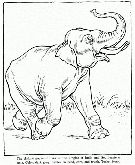 Click the indian elephant coloring pages to view printable version or color it online (compatible with ipad and android tablets). Free Printable Elephant Coloring Pages For Kids | Zoo ...