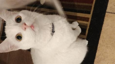 My two year old cats bottom lip is swollen. Why Would My Cats Lower Lip Be Swollen | Sitelip.org