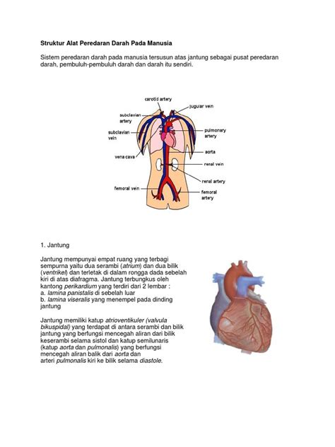 Gratis online quiz struktur jantung. Struktur Alat Peredaran Darah Pada Manusia