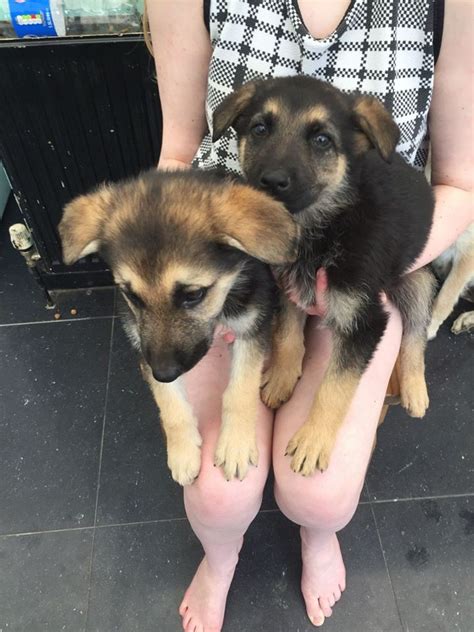 Our puppies are bred here in florida but are bred the german way by german breeder klaus langenbach. German Shepherd Puppies For Sale | Tampa, FL #195490