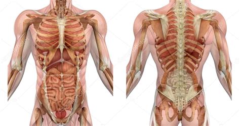 The anatomy of your back muscles can be complex. Picture: diagram of human body organs front and back ...