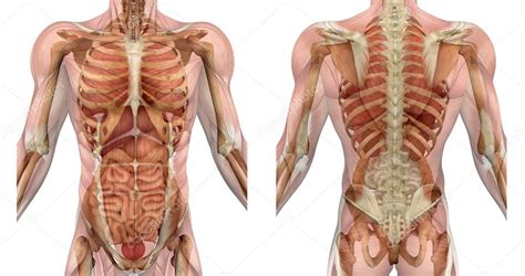 What are the organ systems of the human body? Picture: diagram of human body organs front and back | Male Torso Front and Back with Muscles ...