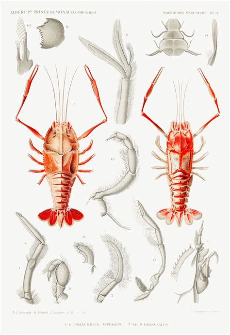 Find the perfect internal organs stock illustrations from getty images. Shrimps' external and internal organs illustration from ...
