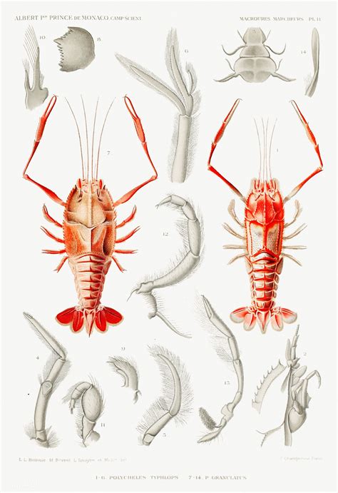 The area containing these organs is called the vulva. Shrimps' external and internal organs illustration from ...