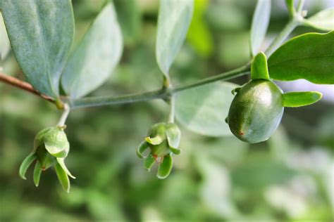 Jojoba oil is a natural hair conditioner that can help you heal broken or split ends in your hair. Jojoba Oil and 7 Benefits It Comes With For Hair & Skin