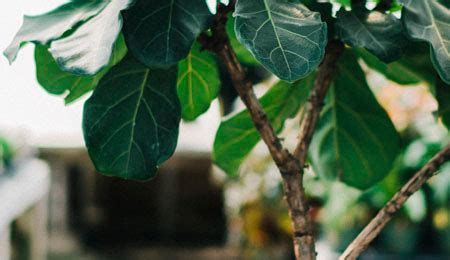 Adventitious roots can grow from the leaf and stem cuttings when placed in the soil. ⊛ Ficus Lyrata y sus cuidados | MejorPlanta | Ficus, Ficus ...