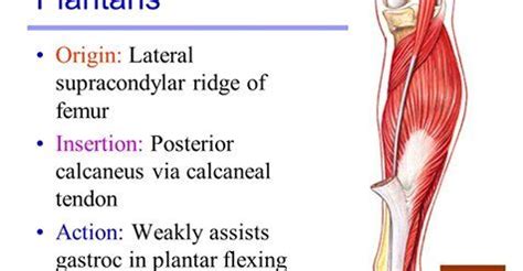 Clavicle, acromion process, and scapular spine a. Plantaris: Origin, Insertion, Action & Nerve Supply » How ...