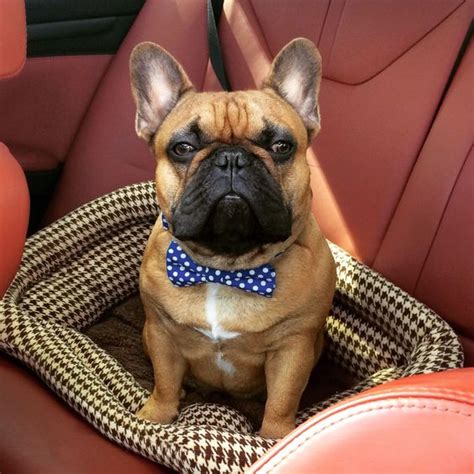 These dogs are certainly adorable; Mini French Bulldog- Meet a big dog in a tiny body ...