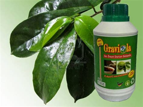 Nama saintifik herba tempatan (herbs scientific name). DURIAN BELANDA KHASIAT TERHEBAT: DURIAN BELANDA RAWAT ...