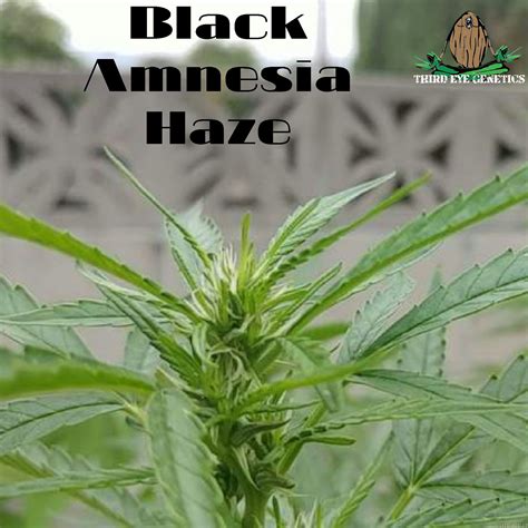 A machine for pigs for free by 22 october 2020 at 11 pm (gmt+8). Black Amnesia Haze (Third Eye Genetics) :: Cannabis Strain ...