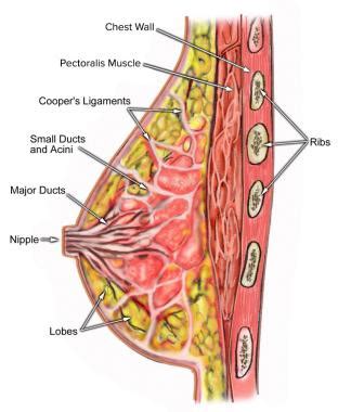 Borrowed from latin ligāmentum, from ligō (tie, bind). General Surgery - Noor Al Wasl Clinic