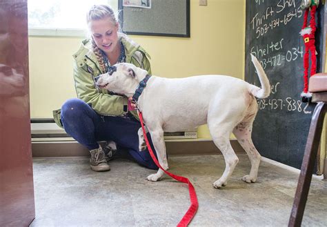 Incredible journey, incredible scenery though the original book and movie took place in ontario, canada, homeward bound: Homeward Bound Pets takes over dog licensing