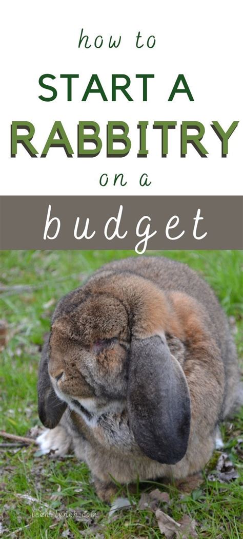Check spelling or type a new query. How To Start Your Rabbitry On A Budget in 2020 | Rabbit farm, Pet people, Budgeting