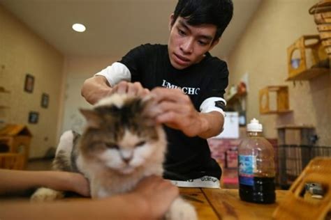 Pizza near me chinese food near me sushi near me cafe near me mexican food near me thai food near me lunch near me seafood near me. Cat cafe offers purr-fect pick-me-up for rescued felines ...