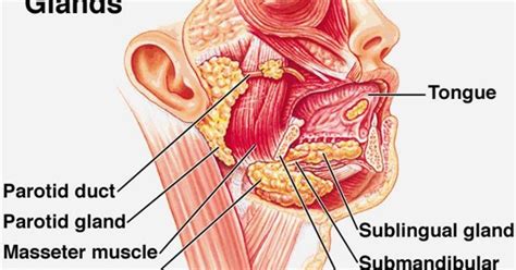 The nasopharynx is the uppermost part of the pharynx and extends down from the base of the skull to the nasal passages, hence the name. The parotid gland This is the largest of the salivary ...