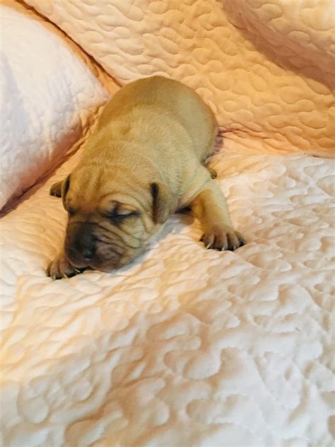 Lonelycreek raising top quailty champion bullmastiff puppies for sell. Bullmastiff Puppies For Sale | Horse Cave, KY #307111