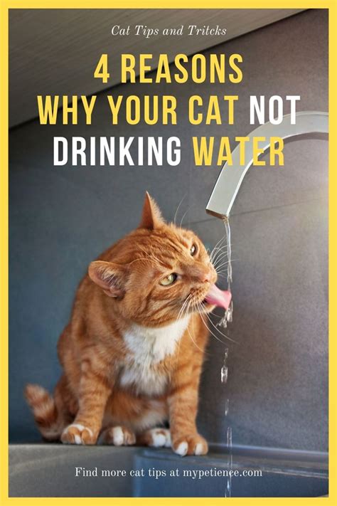 I would be cautious if the cat is vomiting. How Long Can a Cat Go Without Water and Food? in 2020 ...