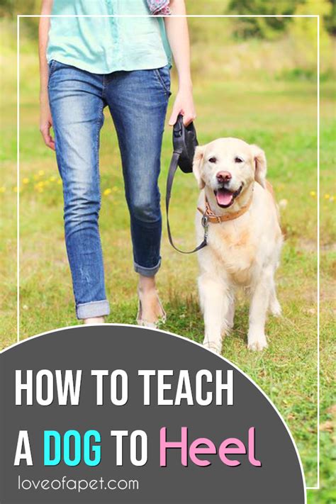 How to teach a dog to heel off leash. How to Teach a Dog to Heel Perfectly | Training your dog ...