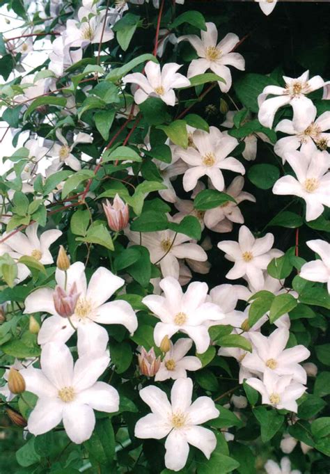 Get the best deal for clematis from the largest online selection at ebay.com. Clematis for sale by post!