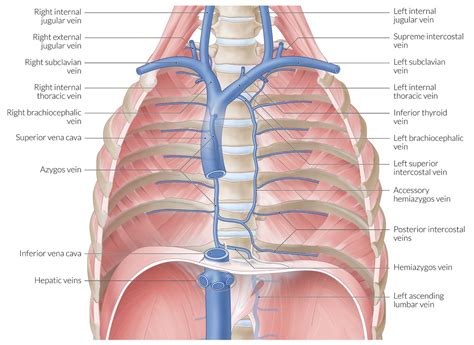 The shoulder bones consists of two bones : Neck And Shoulder Anatomy Diagram / Muscles Of The Neck And Torso Classic Human Anatomy In ...