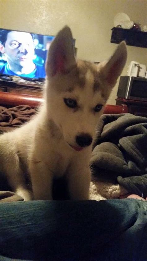 This breed is a member of the spitz family; Husky Puppies Craigslist
