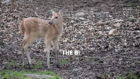 Baby Deer At The Bronx Zoo | HuffPost News | HuffPost