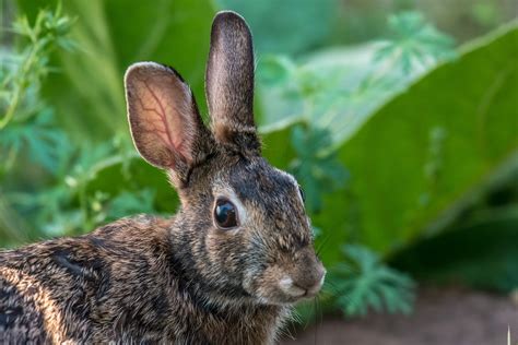 And once they have a reliable food source if you really want to keep rabbits out of your garden you'll have to go to the trouble of burying your fencing materials so they can't dig their way. Keep Rabbits Out Of Your Garden Naturally - Rebooted Mom