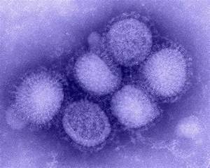 New Insights Into How the Flu Virus Spreads Within Cities Influenza  