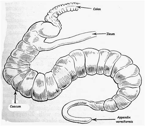 Maybe you would like to learn more about one of these? Obat Tradisional Penyakit Usus Buntu