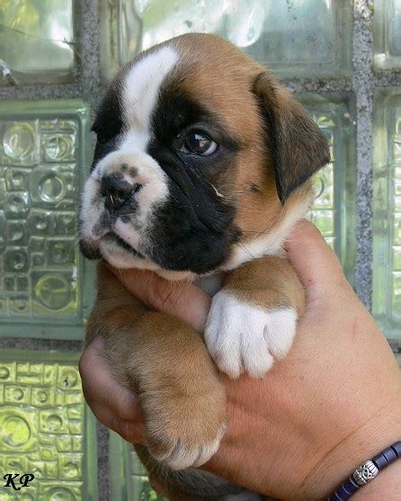 Wir haben noch 4 wunderschöne boxer welpen abzugeben. Boxer welpen Start