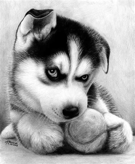 Sweet drawings of animals, that look like the real thing. 40 Realistic Animal Pencil Drawings | Pencil drawings of ...