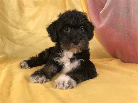 We breed black and silver and black puppies. Miniature Schnauzer Poodle Mix Breeders Goldenacresdogs ...