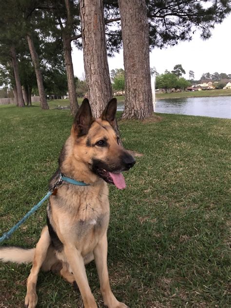 Gentle pets and strong watch dogs, gsds are noble, large, muscular dogs bred for their intelligence and working ability. German Shepherd Puppies For Sale | Houston, TX #329671